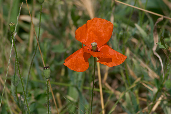  coquelicot 
