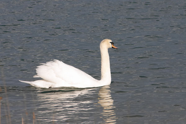 Cygne,Etangs de Cergy