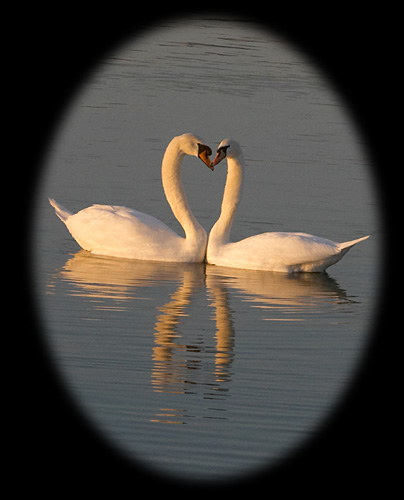 duo de cygnes au couchant