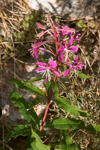 Laurier de St-Antoine, Epilobium angustifolium, Pyrnes, Pouchergues, aot 2006