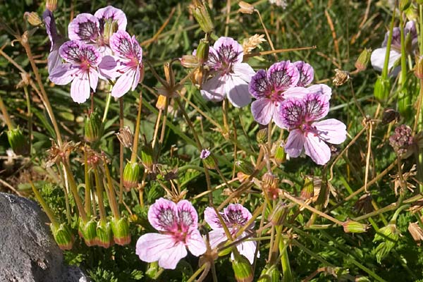 Erodium glanduleux, Erodium glandulosum, Pyrnes, Mondoto (Aragon), aot 2006