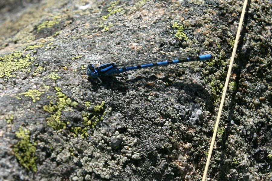 Agrion hast, Coenagrion hastulatum, Pyrnes, vallon d'Estibre, t 2007