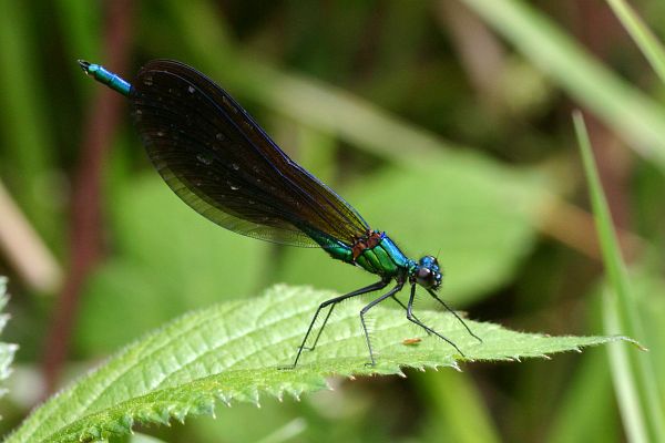 Caloptryx vierge, Calopteryx virgo, Bretagne, t 2007