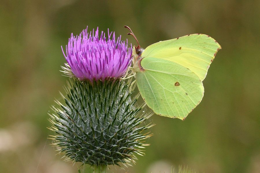 Citron, Gonepteryx rhamni, Bretagne, t 2007