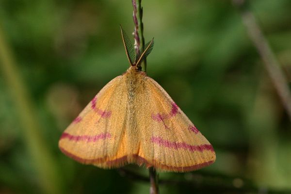 Lythria Purpuraria, Gers, t 2007