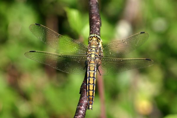 Orthtrum rticul, Orthetrum cancellatum, Gers, t 2007