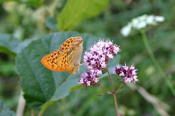 Tabac d'espagne, Argynnis paphia, Pyrnes, t 2007