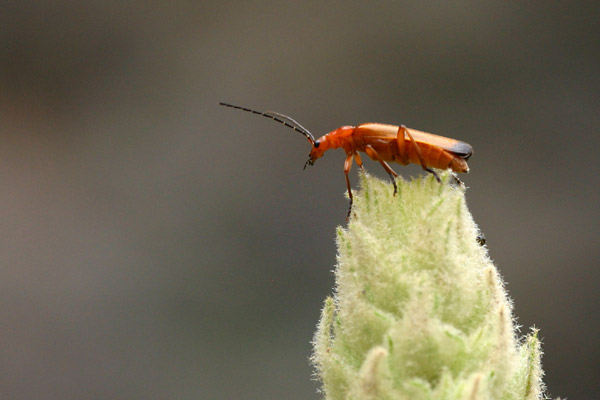 Tlphore fauve, Rhagonycha fulva, Pyrnes, t 2007