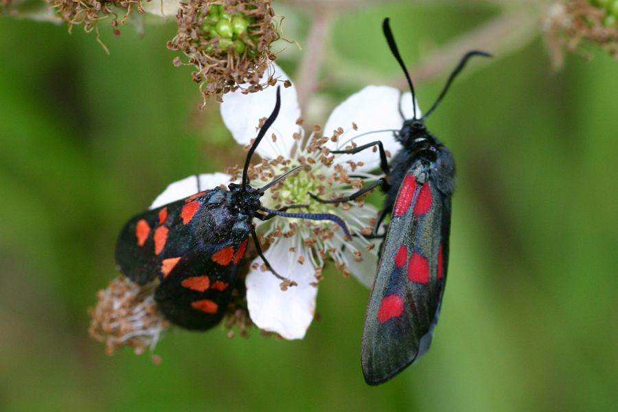 Zygne de la filipendule, Zygaena filipendulae, Pyrnes, t 2007