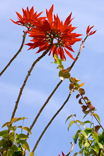 Etoile de Nol, Euphorbia pulcherrima, Cte Nord-Est