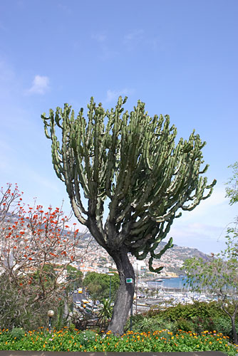 Euphorbe cierge, Euphorbia ingens, Funchal (Parc de Santa Catarina)