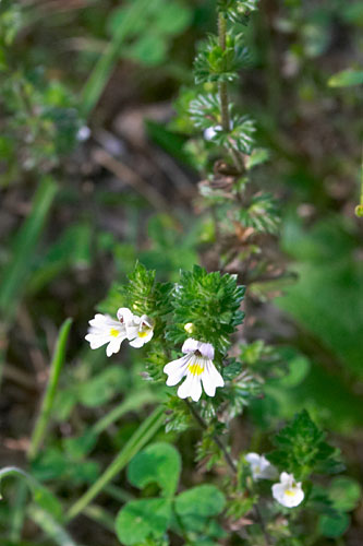 Euphraise (Casse-lunettes), Euphrasia, Hautes-Pyrnes, 18 aot 2005