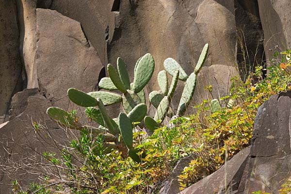 Figuier de barbarie, Opuntia tuna, Cte Nord-Est