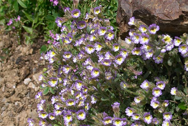 linaire  feuilles d'origan, Chaenorrhinum origanifolium, Pyrnes, 31 juillet 2004