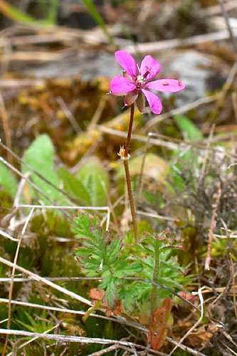 Paul da Serra, Fleur