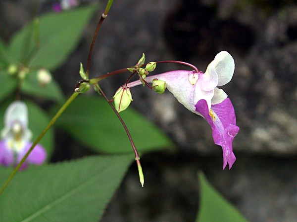 Balsamine de Balfour, Impatiens balfourii, Pyrnes, aot 2003