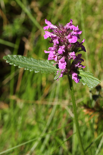 Epiaire officinale, Btoine, Stachys officinalis, Pyrnes, Vallon de Lassas, aot 2008