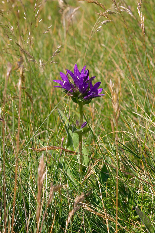 Campanule agglomre, Campanula glomerata, Pyrnes, Val d'Aube, aot 2007