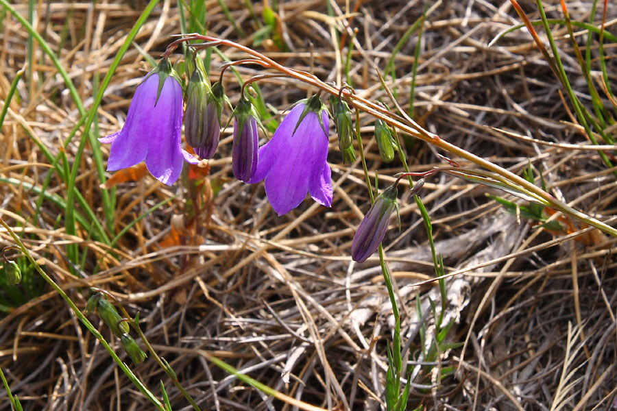 Campanule  feuilles rondes, Campanula rotundifolia, Pyrnes, Col du Portet, septembre 2008