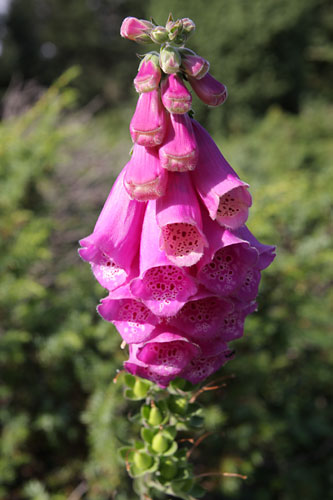 Digitale pourpre, Digitalis purpurea, Pyrnes, Crte St-Martin, aot 2008