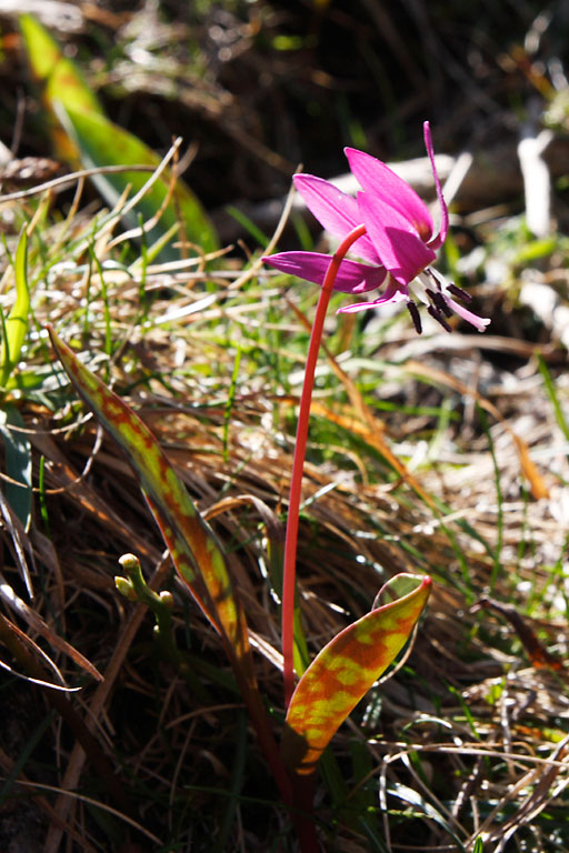 Erythrone dent de chien, Erythronium dens-canis, Pyrnes, col d'Azet, avril 2008