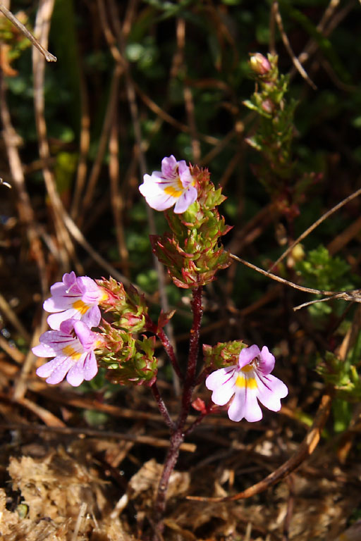 Euphraise naine, Euphrasia minima, Pyrnes, Sierra de Liena, septembre 2008
