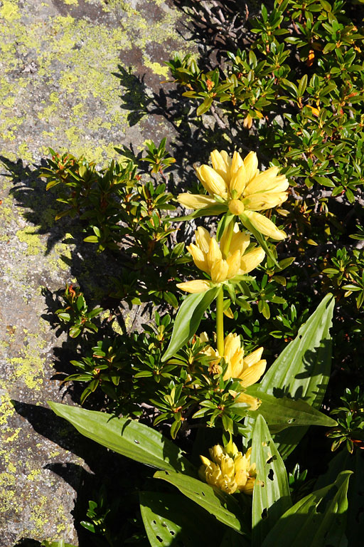 Gentiane de Burser, Gentiana Burseri, Pyrnes, Aygues-Cluses, aot 2008