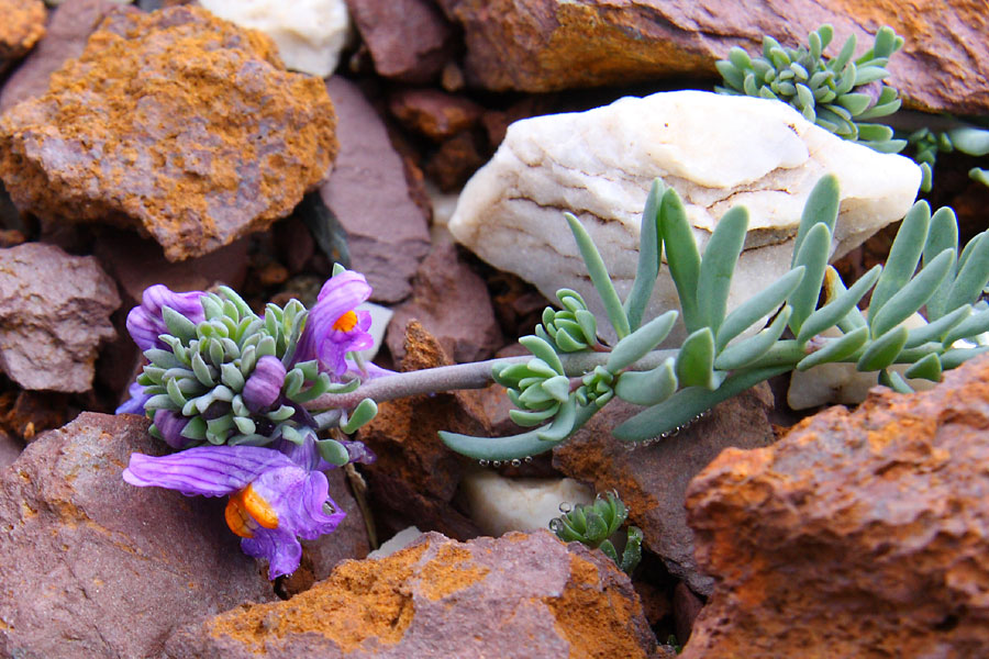 Linaire des Alpes, Linaria alpina, Pyrnes, Sierra de Liena, septembre 2008