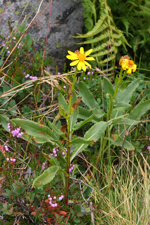 Sneon Doronic (prob.), Senecio doronicum, Pyrnes, Laquettes d'Aubert, septembre 2008