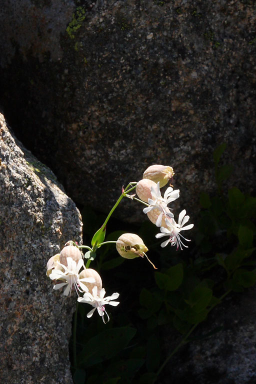 Silne enfl, Silene vulgaris, Pyrnes, Aygues-Cluses, aot 2008