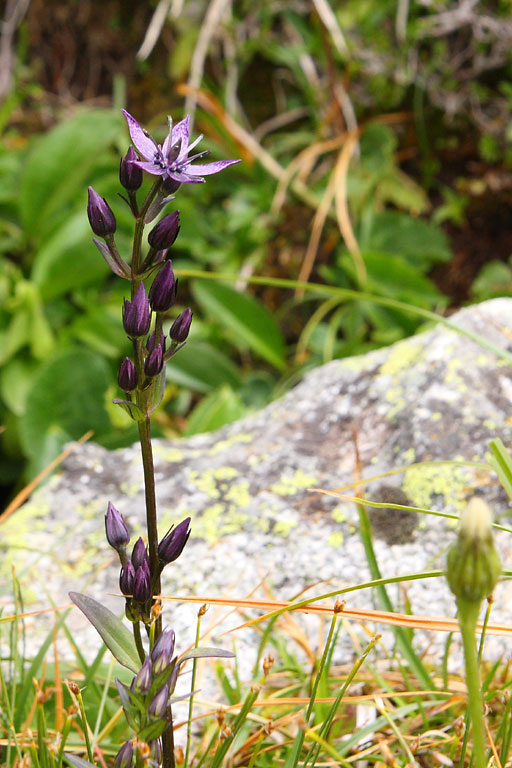 Swertie vivace, Swertia perennis, Pyrnes, Escoubous, aot 2008