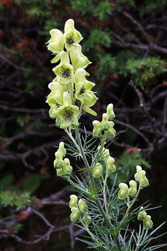 Aconit vnneux, Aconitum anthora, Pyrnes, Valle de Barrosa, aot 2009