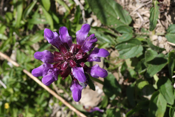 Brunelle  grandes fleurs, Prunella grandiflora, Pyrnes, Val d'Ancizan, aot 2009