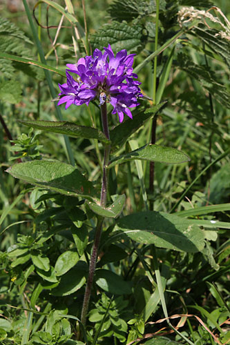 Campanule agglomre, Campanula glomerata, Pyrnes, Val d'esquierry, aot 2009
