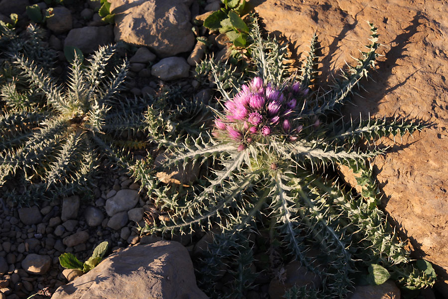 Chardon fausse-carline, Carduus carlinodes, Pyrnes, Gavarnie, juillet 2009