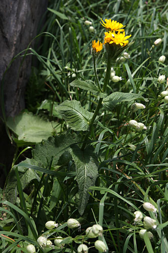 Crpis des marais, Crepis paludosa, Pyrnes, Val d'Esquierry, aot 2009