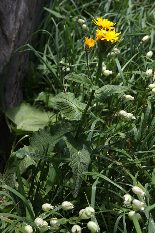 Crpis des marais, Crepis paludosa, Pyrnes, Val d'Esquierry, aot 2009