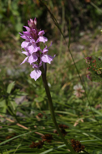 Orchis des bruyres, Dactylorhiza maculata subsp. ericetorum, Pyrnes, Val d'Esquierry, aot 2009