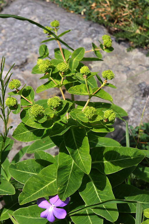 Euphorbe d'Irlande, Euphorbia hyberna, Pyrnes, Val d'Esquierry, aot 2009
