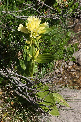 Gentiane de burser, Gentiana burseri, Pyrnes, Port-Bielh, juillet 2009
