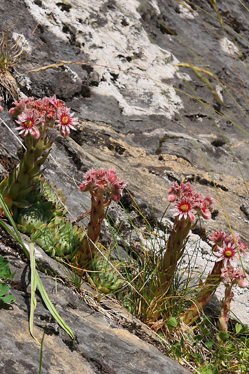 Joubarbe des toits, Sempervivum tectorum, Pyrnes, Val d'Esquierry, aot 2009