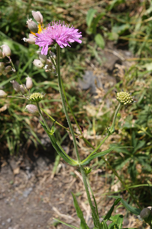 Knautie des bois, Knautia maxima, Pyrnes, Val d'Esquierry, aot 2009