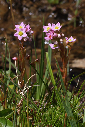 Orpin velu, Sedum villosum, Pyrnes, Montagne d'espiau, juillet 2009