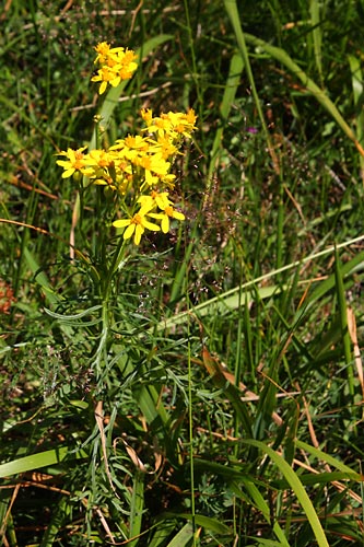 Sneon  feuilles d'Adonis, Senecio adonidifolius, Pyrnes, Val d'esquierry, aot 2009