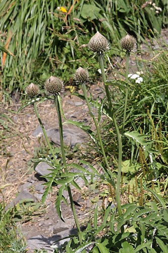 Serratule fausse-centaure, Serratula centaurodes, Pyrnes, Val d'esquierry, aot 2009