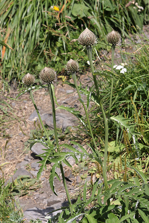 Serratule fausse-centaure, Serratula centaurodes, Pyrnes, Val d'esquierry, aot 2009