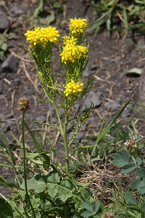 Sisymbre des Pyrnes, Sisymbrium austriacum, Pyrnes, Val d'esquierry, aot 2009