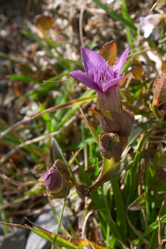 Gentiane champtre, Gentianella campestris, Pyrnes, valle d'Aure, aot 2005