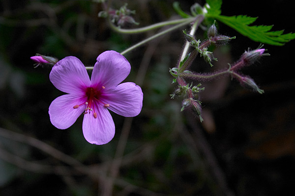 Granium de Madre, Geranium maderense, Caldeirao verde