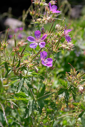 Granium des prs, Geranium pratense, Pyrnes, 25 juillet 2004